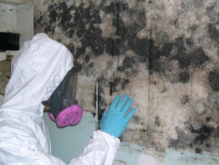 professional mould removal Sydney