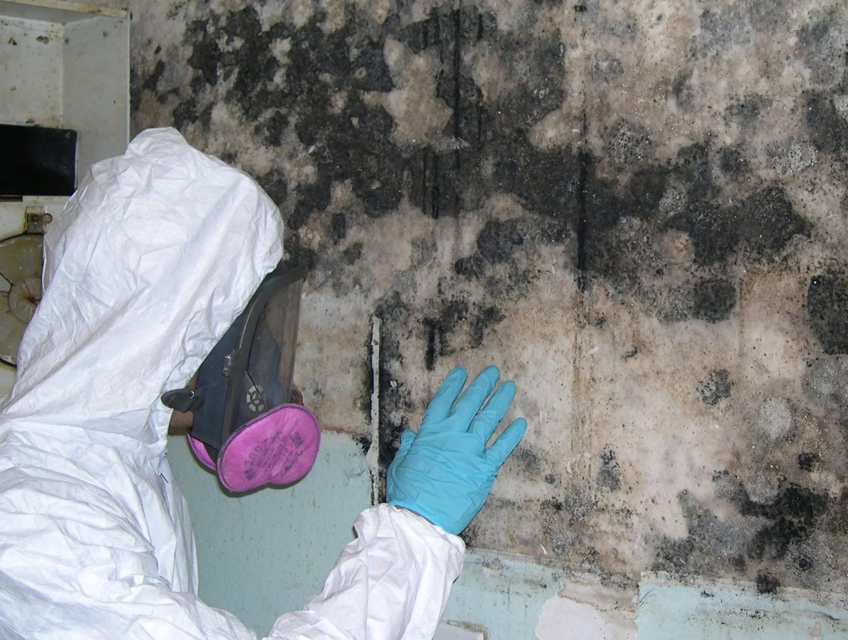 black mould removal Sydney